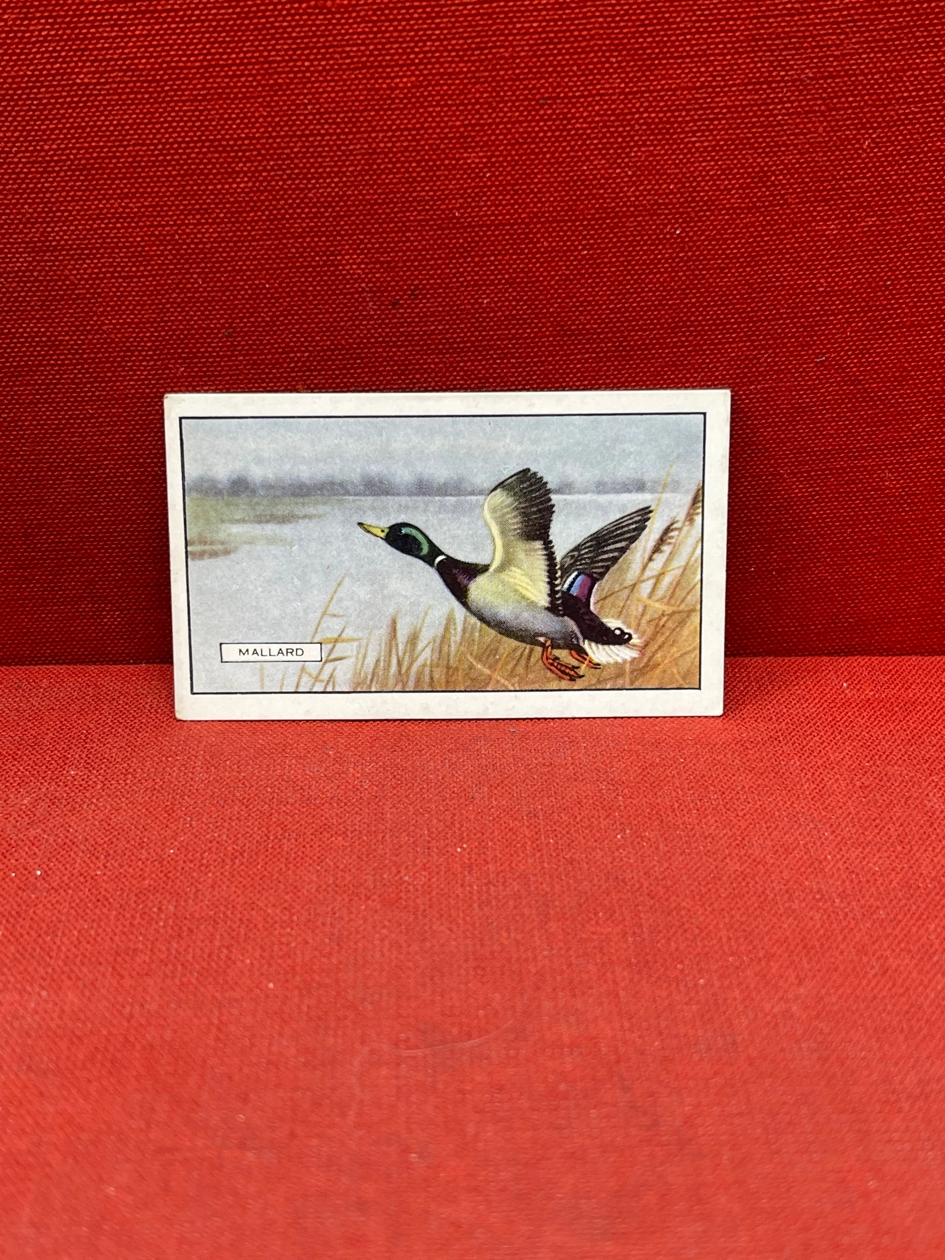 Gallaher Ltd British Birds Cigarette Cards 1937